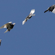 Illustration for article titled Why the Pigeonhole Principle Is One of Maths Most Powerful Ideas